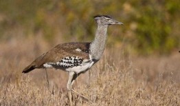 女鸨安,传奇妓院女掌门的风华传奇