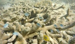 珊瑚营地,揭秘海洋生态宝库的绿色家园