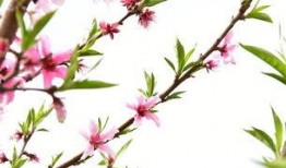 一树桃花开,春意盎然