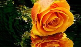 哭泣的玫瑰,探寻爱情与命运的悲歌